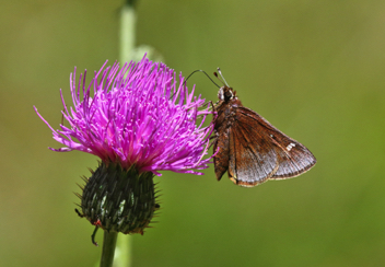 Dusted Skipper